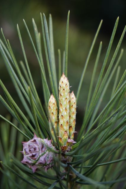 Close-up view of pine tree buds and cones highlighting the textures and natural growth of the plant. Ideal for use in nature-themed designs, botanical illustrations, educational materials on tree species, or backgrounds for eco-friendly products.