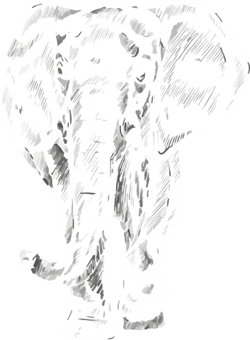 intricate elephant sketch in monochrome with transparent background - Download Free Stock Videos Pikwizard.com