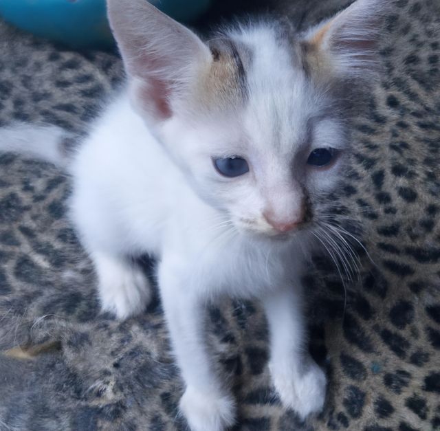Image of close up of white kitten with blue eyes. Cat, kitten, pet and animal concept.