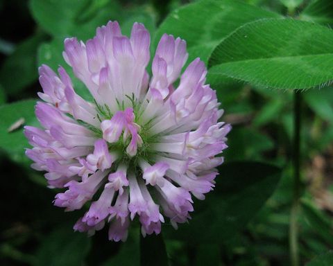 Close-up of red clover flower in bloom