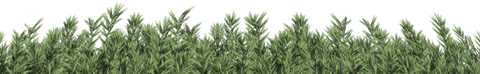 Seamless Transparent Forest Foliage Border Vector - Download Free Stock Videos Pikwizard.com