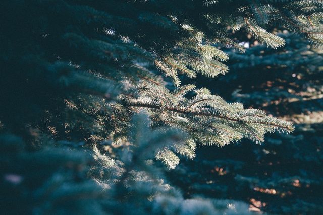 Capturing the serene beauty of sunlight filtering through the branches of evergreen trees. Perfect for use in nature-themed projects, environmental campaigns, or outdoor adventure websites to evoke feelings of tranquility and a deep connection with nature.