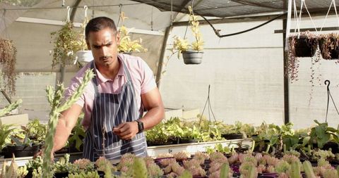 Indian horticulturist trims succulent stems in greenhouse