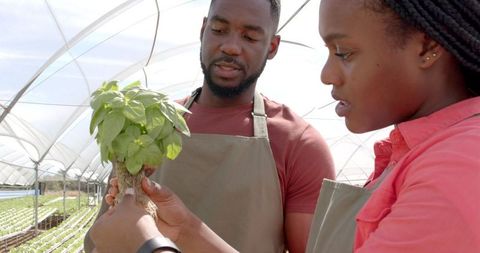 Farmers analyzing hydroponic plant growth in greenhouse environment