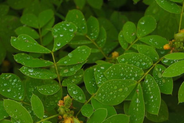 Depicting a vibrant close-up of green leaves adorned with water droplets, suitable for nature-related projects, environmental campaigns, botanical studies, gardening guides, or wellness materials.