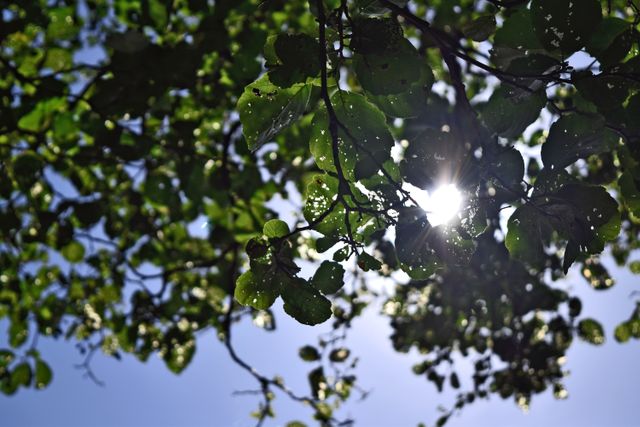 Sunlight penetrates a canopy of lush green leaves against a blue sky, creating a vibrant and serene scene. Perfect for use in nature-related projects, environmental presentations, backgrounds, or any project aimed at promoting tranquility and natural beauty.
