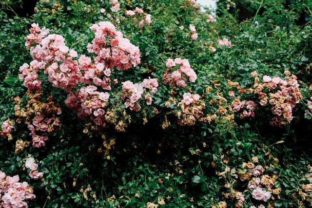 Abundant Blooming Pink Roses with Dried Flowers in Lush Garden - Download Free Stock Photos Pikwizard.com