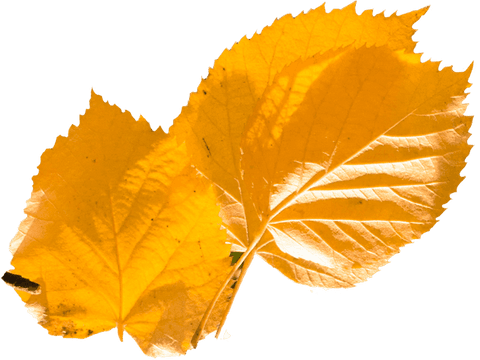 Vibrant Yellow Leaves on Transparent Background - Download Free Stock Videos Pikwizard.com