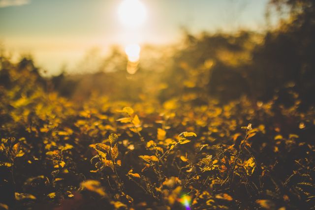 This image captures a sunset casting golden light over foliage, creating a tranquil and warm atmosphere. Ideal for use in nature-related content, promoting relaxation and tranquility, or as a background image for websites, blogs, and social media.