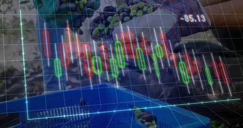 Harvesting and sorting grapes at vineyard with holographic market data overlay of price trends