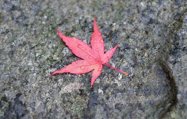 This image shows a red maple leaf resting on a textured stone surface, covered in droplets of water. Ideal for use in seasonal promotions, nature-themed campaigns, environmental awareness content, or as a background in design projects.