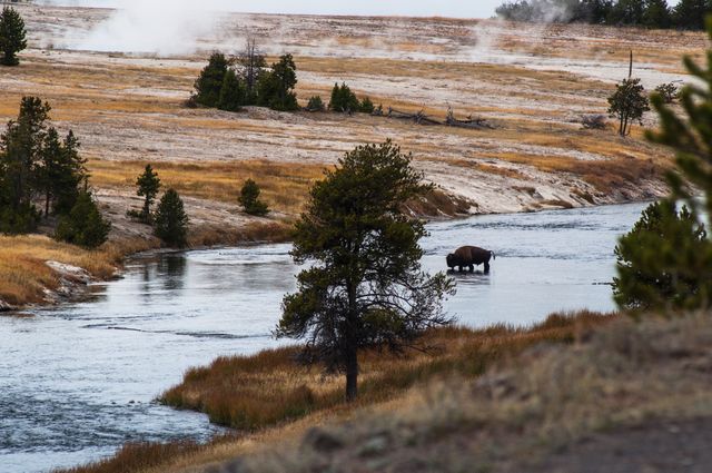 Bison standing in the middle of a river in Yellowstone National Park. Steam rises from geysers in the background, and the surrounding area is grassy with a few trees. Perfect for use in travel brochures, wildlife documentaries, and nature website content emphasizing natural environments and fauna.