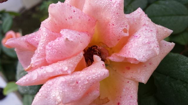 Detailed shot of a pink rose covered with dewdrops, showing the delicate texture and vibrant color. Useful for themes related to nature, gardening, beauty, and floral arrangements. Ideal for websites, blogs, environmental campaigns, and art projects.