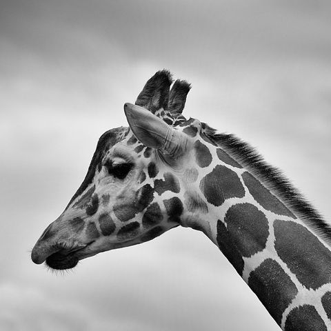 Monochrome giraffe profile showing elegant long neck, bold spot pattern and textured mane
