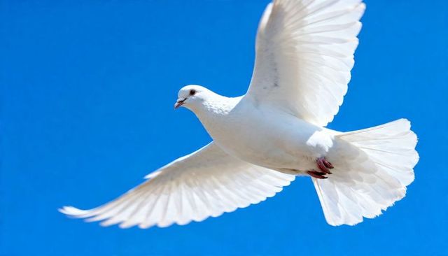 White dove soaring against clear blue sky symbolizing peace freedom hope