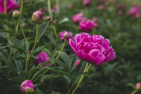 Vibrant pink peony blooming in lush green garden close-up with soft bokeh background