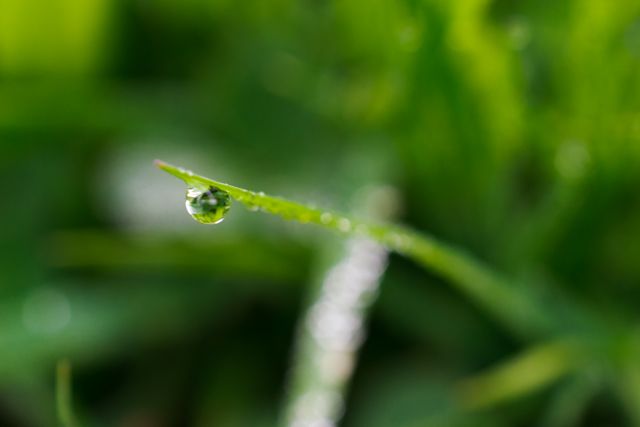 Dew drop on a blade of grass in a natural setting. Ideal for use in nature-related projects, blogs about morning routines, or wellness themes. The freshness of the dew can symbolize purity and new beginnings. Perfect for advertisements focusing on hydration or natural products.