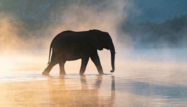 Elephant wading through misty river at sunrise walking silhouette with golden reflection