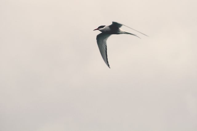 Elegant Arctic Tern Gliding Through Overcast Sky - Download Free Stock Photos Pikwizard.com
