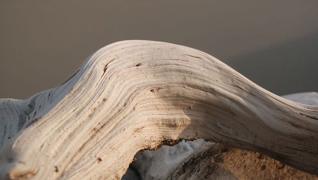 Bleached driftwood arching over sandy shore with layered wood grain and rock detail