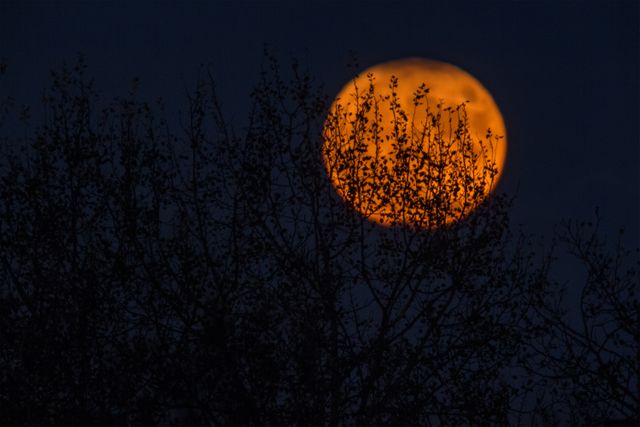 Orange Full Moon Rising Behind Silhouetted Branches - Download Free Stock Photos Pikwizard.com