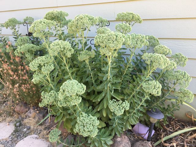 Green sedum plants flourishing against residential exterior wall, showcasing vibrant lush foliage. Ideal for garden design, landscaping projects, home improvement content, and horticultural guides.