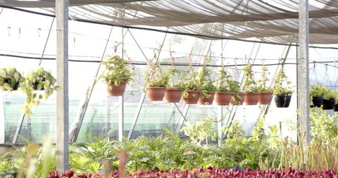 Hanging terracotta pots in lush green greenhouse