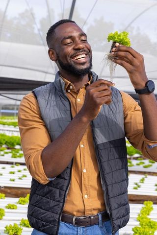 African american man examining lettuce seedling in hydroponic greenhouse