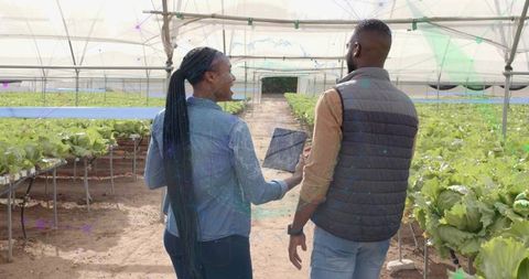 Technicians Discussing Lettuce Growth in Greenhouse with Digital Tablet