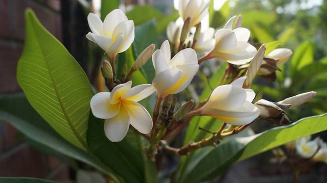 White Frangipani Blooms with Green Foliage in Sunlight - Download Free Stock Photos Pikwizard.com