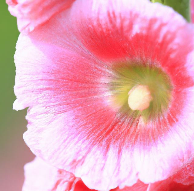 Close up of pink hollyhock flowers over green background created using generative ai technology. Nature and harmony concept, digitally generated image.