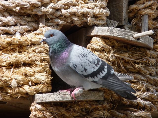Pigeon relaxing on rustic wooden construction with natural surroundings. Ideal for nature, wildlife, and avian-themed designs. Use in articles, posters, blogs, educational content, and more.