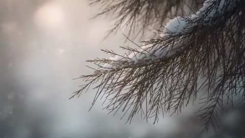 Swaying pine branch bowing under snow with drifting flakes and warm bokeh light
