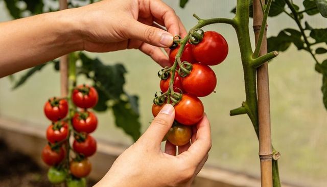 Hands harvesting ripe cherry tomato cluster from vine inside greenhouse garden