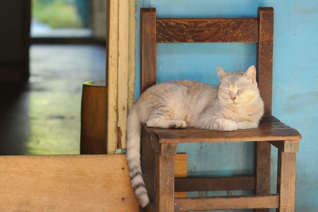 Relaxed Cat Lounging on Rustic Wooden Chair in Cozy Home - Download Free Stock Photos Pikwizard.com