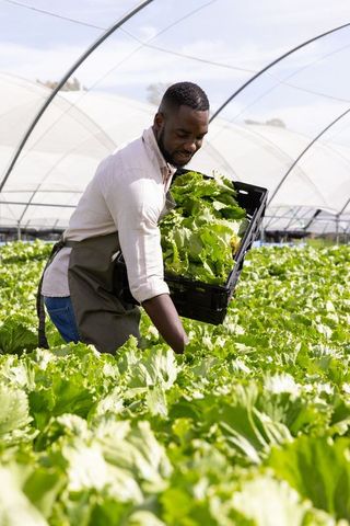 African American Farmer Harvesting Fresh Lettuce in Greenhouse