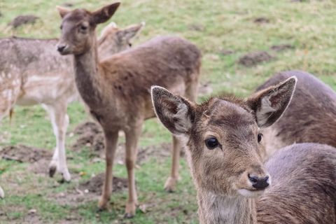 Curious young deer looking toward camera with herd grazing in grassy pasture