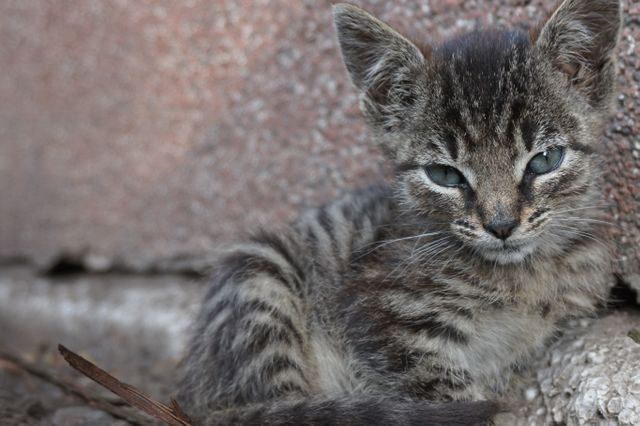 Adorable Stray Kitten with Blue Eyes Resting Outdoors - Download Free Stock Photos Pikwizard.com