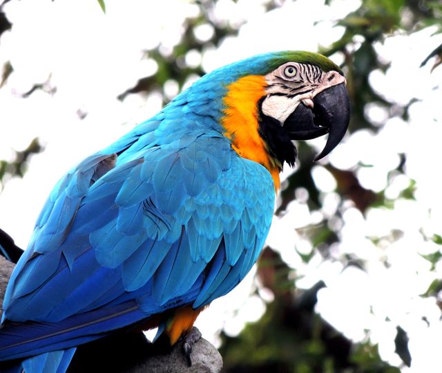 Use this image to add a touch of vibrant wildlife and color to projects about exotic birds, nature, and wildlife. Ideal for educational materials, travel brochures, wildlife blogs, and artistic projects. Highlights the stunning blue and yellow plumage of the macaw perched outdoors.