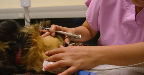 Veterinary surgeon performing examination on dog at animal hospital