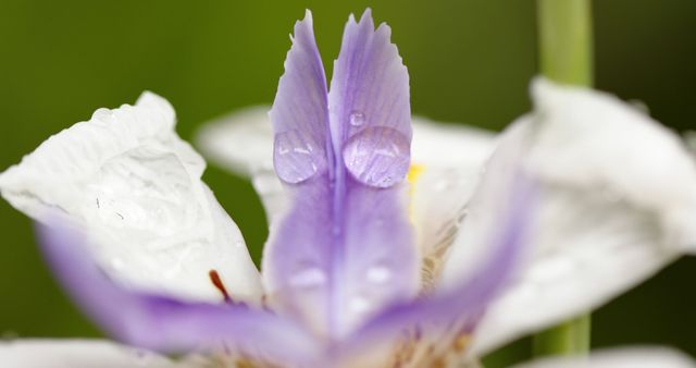 Close-up view of vibrant purple and white flower petals adorned with morning dew droplets. Perfect for use in gardening blogs, spring and summer promotions, nature photography websites, or any content focused on natural beauty.