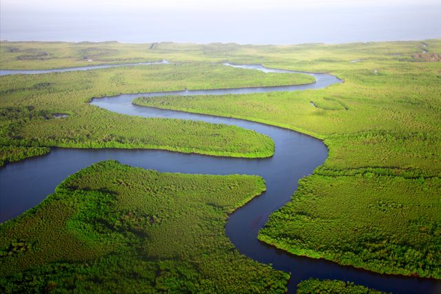 Aerial View of Lush Green Mangrove Forest with Winding River - Download Free Stock Photos Pikwizard.com