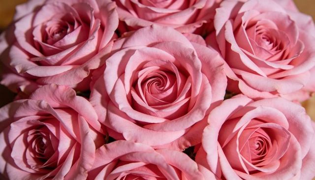 Blooming pink roses in tight bouquet with repeating spiral centers, soft pastel petals