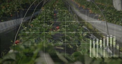 3d data visualization overlaying strawberry rows in polytunnel for precision farming