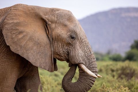 African elephant close-up using trunk in savanna with mountain backdrop