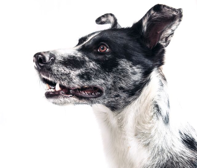 Close-up view of a happy black and white dog against a plain white background. Excellent for pet care advertisements, veterinary services, animal behaviour studies, or websites highlighting pet breeds and adoption. The image showcases the dog's side profile and attentive expression.