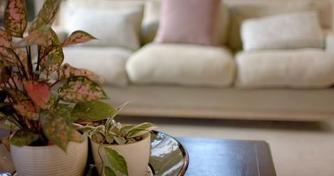 Potted Plants on Coffee Table in Cozy Modern Living Room Scene