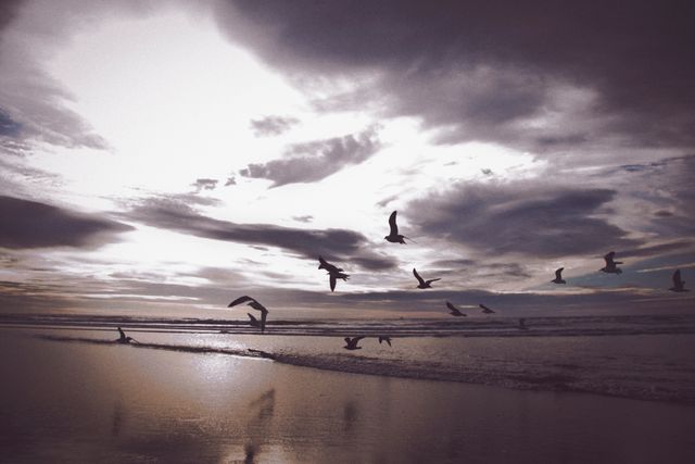 Seagulls Flying Over Ocean at Sunset - Download Free Stock Photos Pikwizard.com