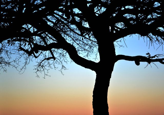 Beautiful silhouette of a tree with bare branches against a vibrant sunrise. Ideal for depicting tranquility and nature's beauty. Can be used for backgrounds, inspirational quotes, or environmental campaigns.