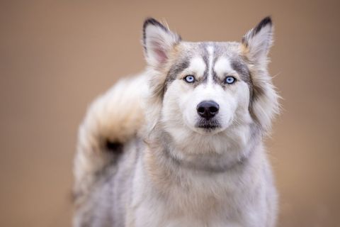 Siberian Husky With Striking Blue Eyes Outdoors